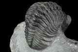 Pedinopariops Trilobite With Awesome Eyes - Mrakib, Morocco #89517-3